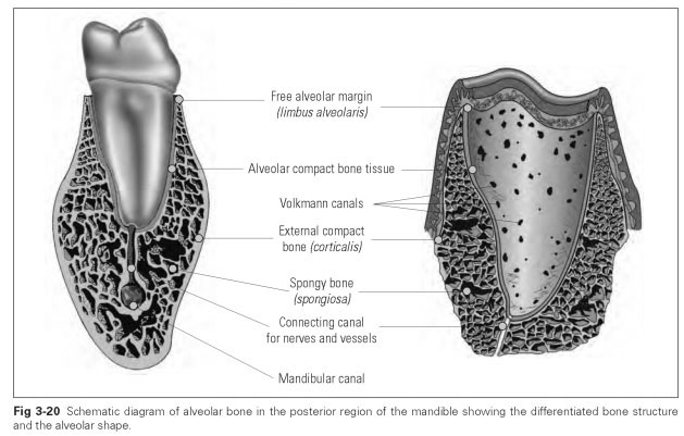 Alveolar bone: structure - Dental Technology: How-To, Tips